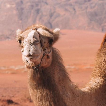 Hidden Wadi Rum Camp Eksteriør billede
