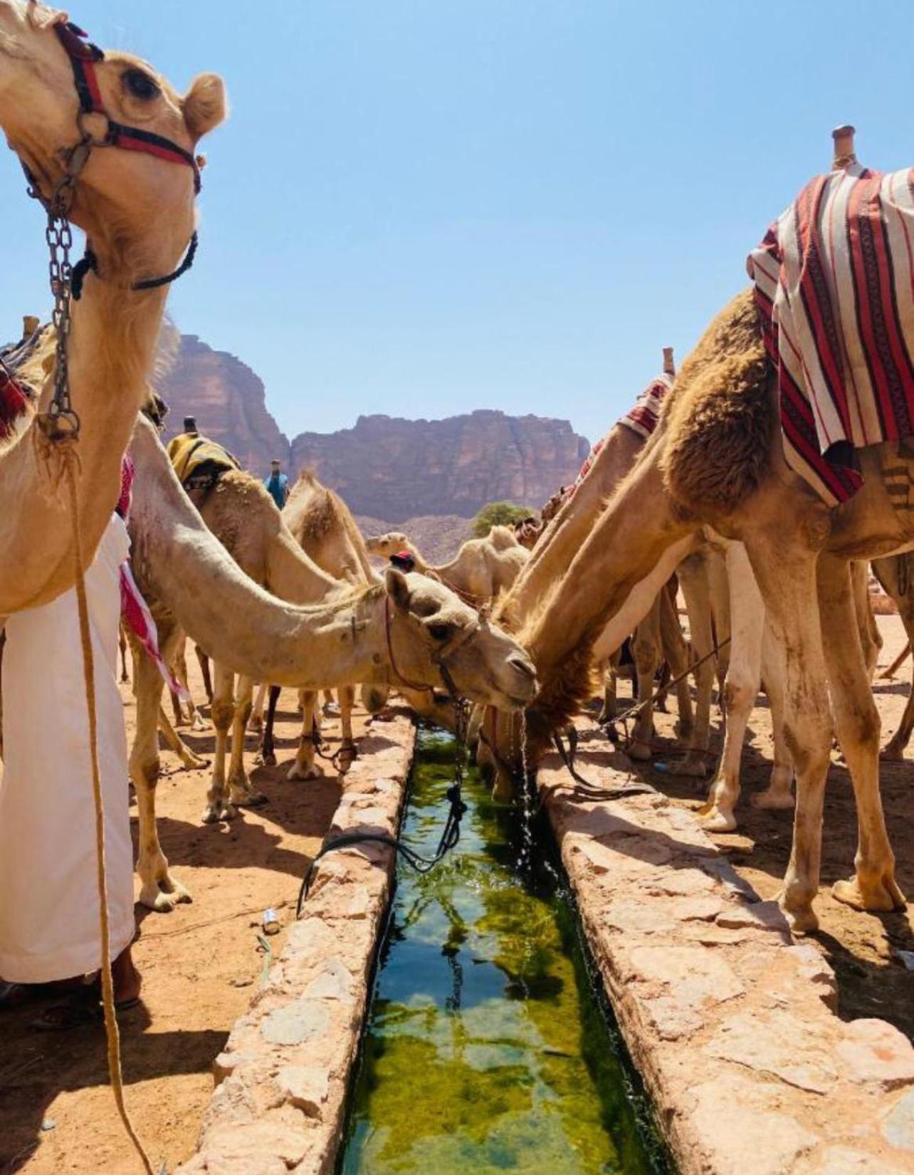 Hidden Wadi Rum Camp Eksteriør billede