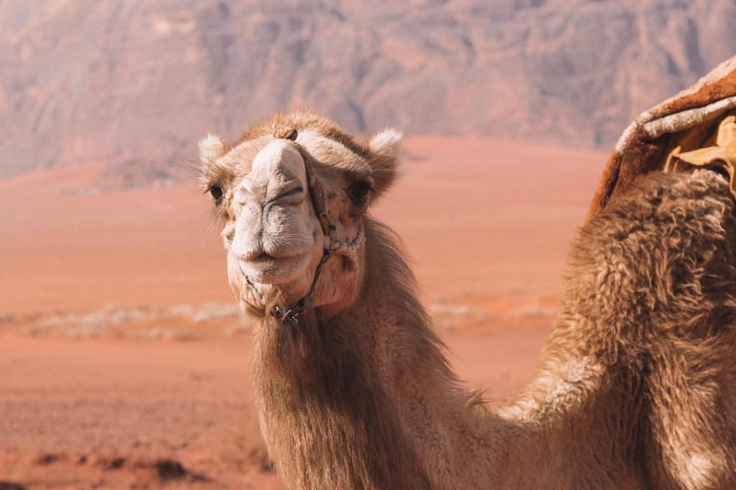 Hidden Wadi Rum Camp Eksteriør billede